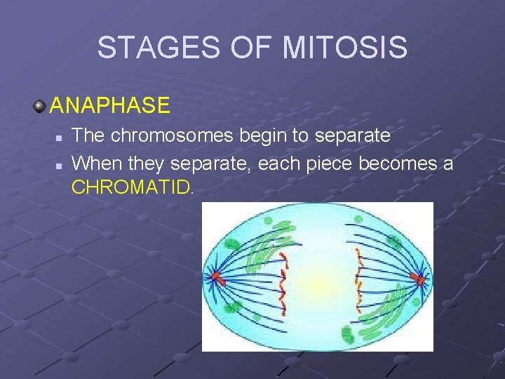 STAGES OF MITOSIS ANAPHASE n n The chromosomes begin to separate When they separate,