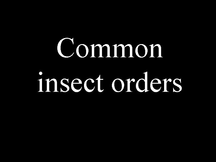 Common insect orders 