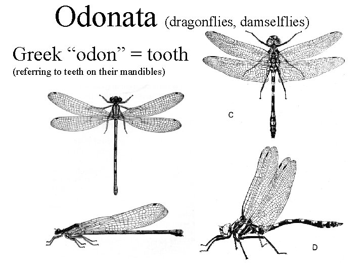 Odonata (dragonflies, damselflies) Greek “odon” = tooth (referring to teeth on their mandibles) 
