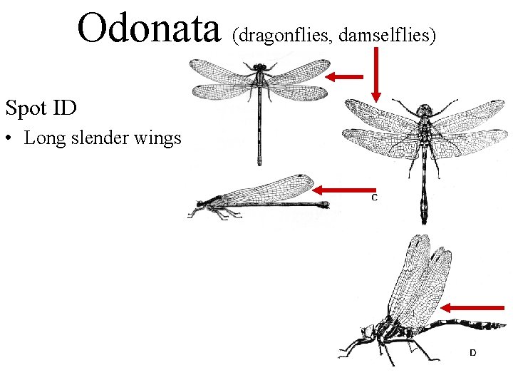 Odonata (dragonflies, damselflies) Spot ID • Long slender wings 