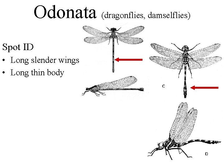 Odonata (dragonflies, damselflies) Spot ID • Long slender wings • Long thin body 
