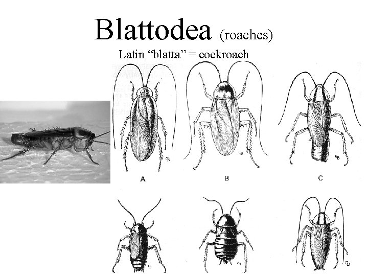 Blattodea (roaches) Latin “blatta” = cockroach 