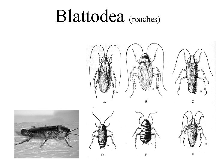 Blattodea (roaches) 