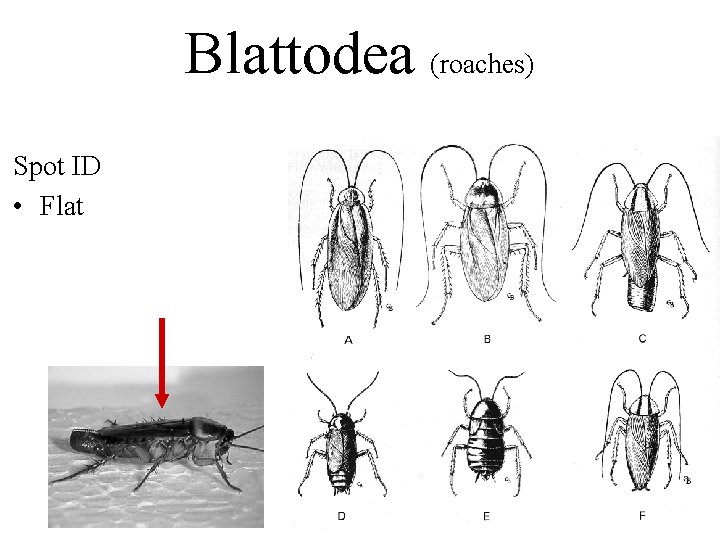 Blattodea (roaches) Spot ID • Flat 