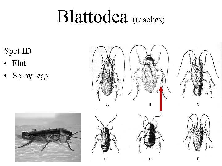 Blattodea (roaches) Spot ID • Flat • Spiny legs 