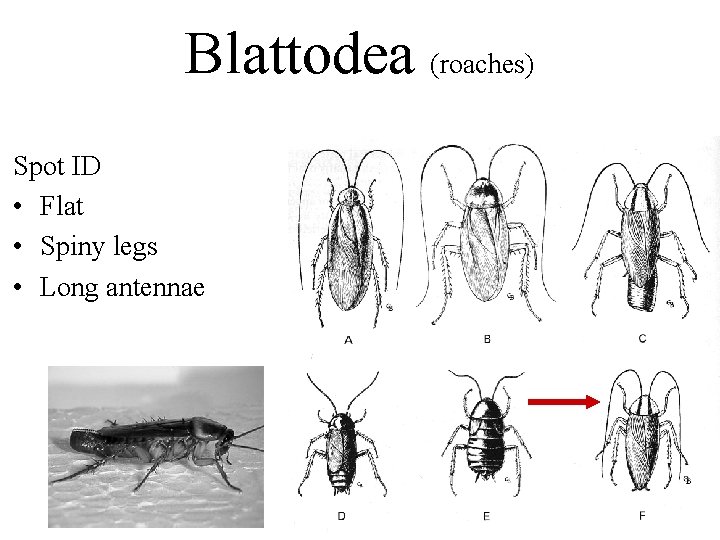 Blattodea (roaches) Spot ID • Flat • Spiny legs • Long antennae 