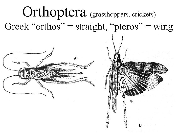 Orthoptera (grasshoppers, crickets) Greek “orthos” = straight, “pteros” = wing 
