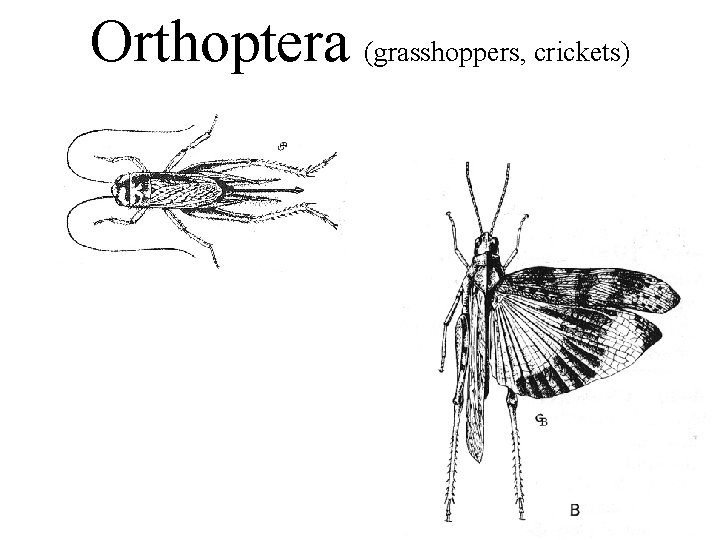 Orthoptera (grasshoppers, crickets) 