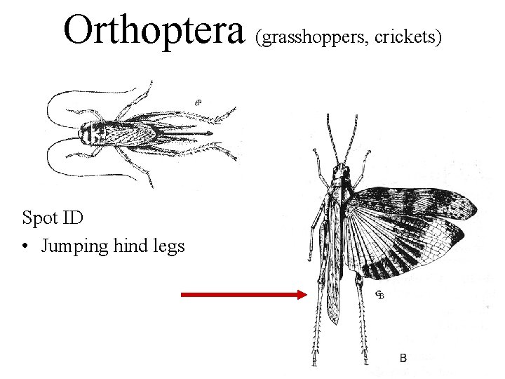 Orthoptera (grasshoppers, crickets) Spot ID • Jumping hind legs 