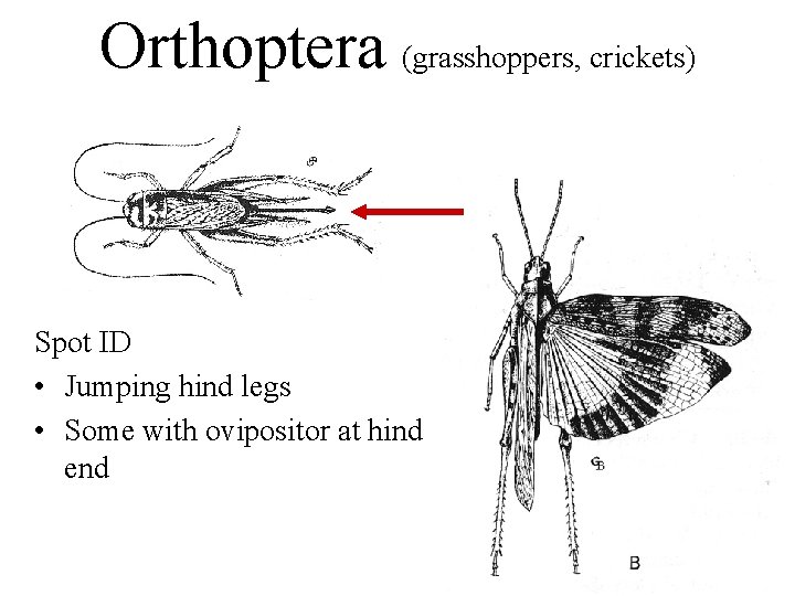 Orthoptera (grasshoppers, crickets) Spot ID • Jumping hind legs • Some with ovipositor at
