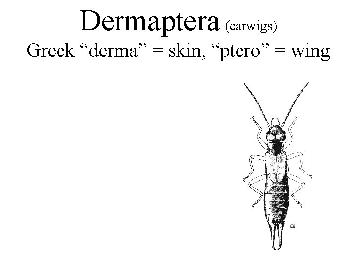 Dermaptera (earwigs) Greek “derma” = skin, “ptero” = wing 