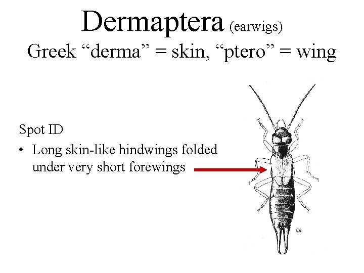 Dermaptera (earwigs) Greek “derma” = skin, “ptero” = wing Spot ID • Long skin-like