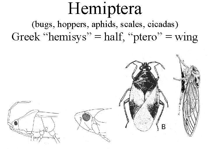 Hemiptera (bugs, hoppers, aphids, scales, cicadas) Greek “hemisys” = half, “ptero” = wing 
