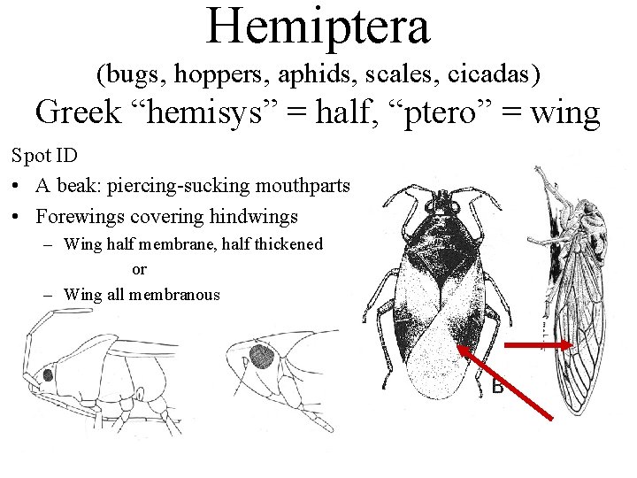 Hemiptera (bugs, hoppers, aphids, scales, cicadas) Greek “hemisys” = half, “ptero” = wing Spot
