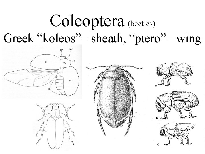 Coleoptera (beetles) Greek “koleos”= sheath, “ptero”= wing 