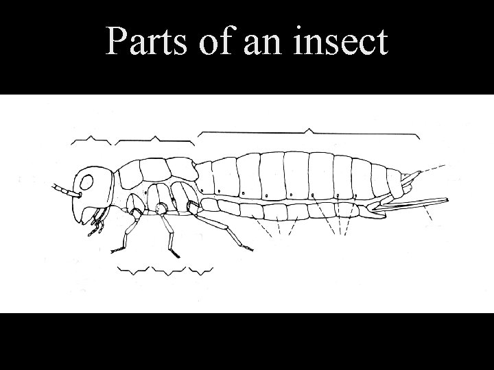 Parts of an insect 