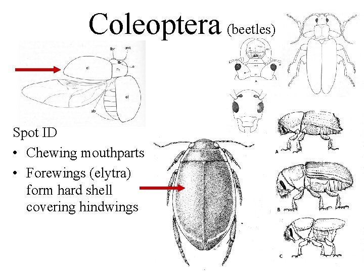 Coleoptera (beetles) Spot ID • Chewing mouthparts • Forewings (elytra) form hard shell covering