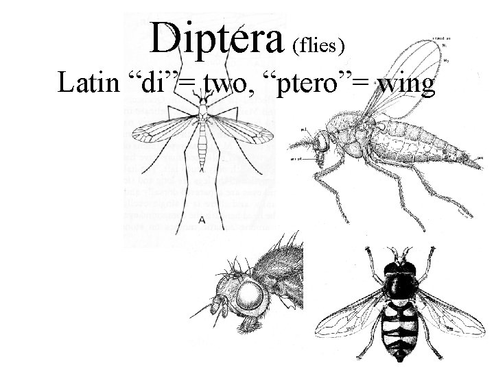 Diptera (flies) Latin “di”= two, “ptero”= wing 