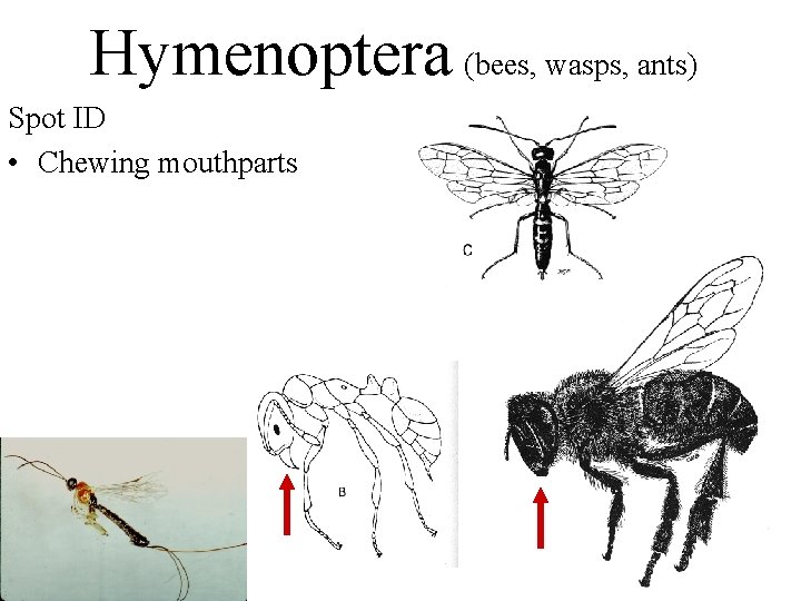 Hymenoptera (bees, wasps, ants) Spot ID • Chewing mouthparts 
