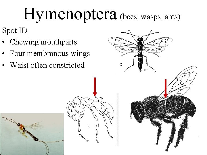 Hymenoptera (bees, wasps, ants) Spot ID • Chewing mouthparts • Four membranous wings •