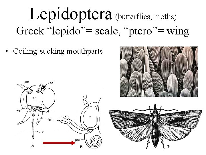 Lepidoptera (butterflies, moths) Greek “lepido”= scale, “ptero”= wing • Coiling-sucking mouthparts 