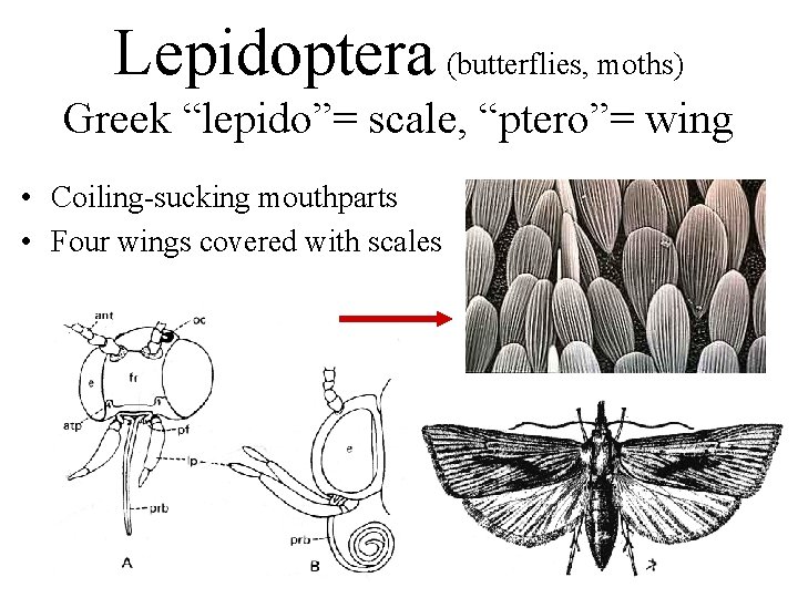 Lepidoptera (butterflies, moths) Greek “lepido”= scale, “ptero”= wing • Coiling-sucking mouthparts • Four wings