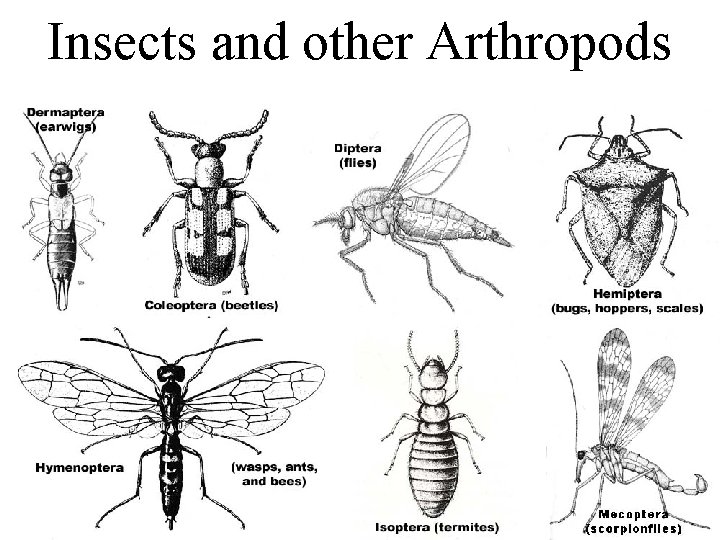 Insects and other Arthropods 