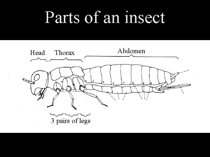 Parts of an insect Head Thorax 3 pairs of legs Abdomen 