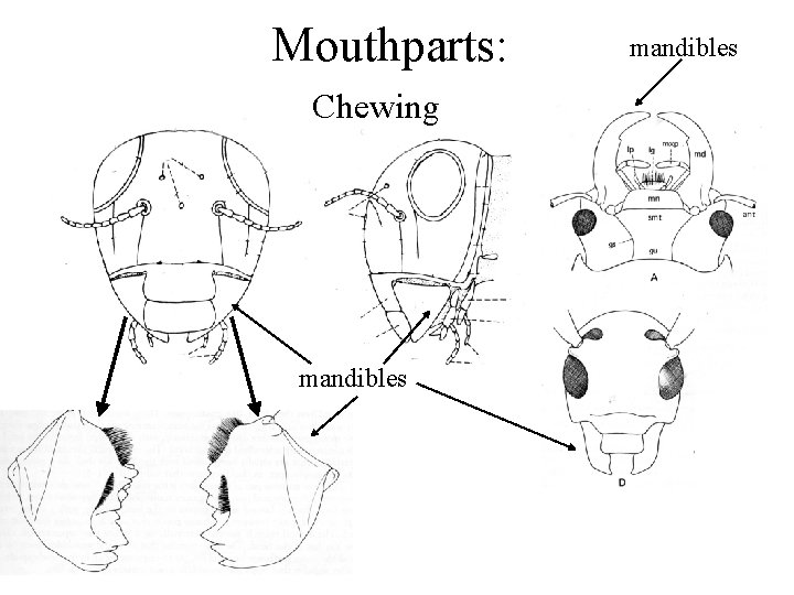Mouthparts: Chewing mandibles 
