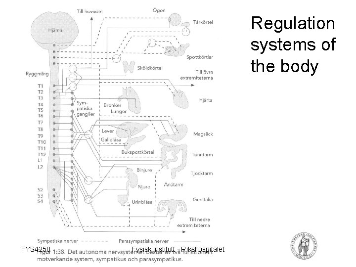 Regulation systems of the body FYS 4250 Fysisk institutt - Rikshospitalet 