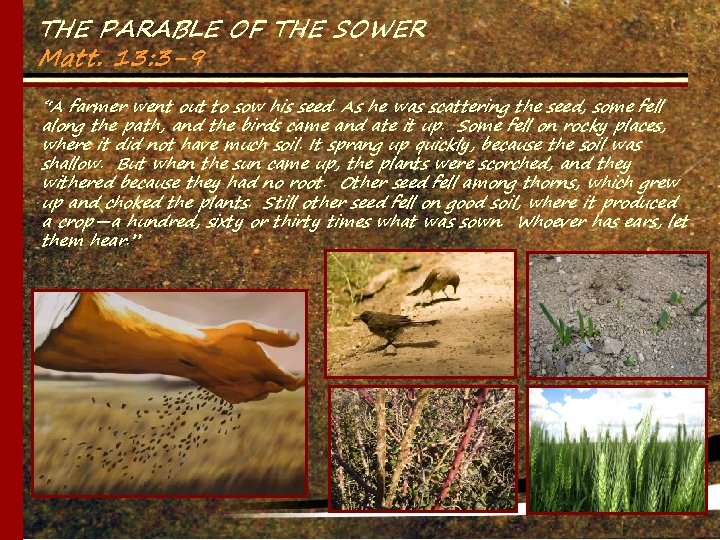 THE PARABLE OF THE SOWER Matt. 13: 3 -9 “A farmer went out to