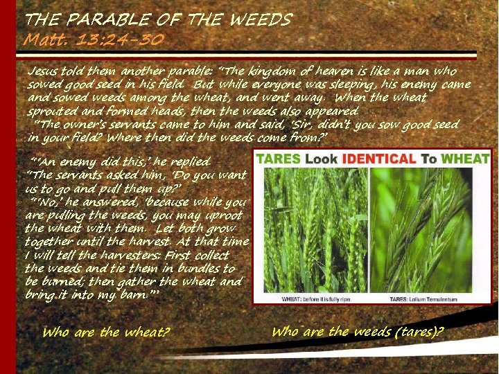 THE PARABLE OF THE WEEDS Matt. 13: 24 -30 Jesus told them another parable: