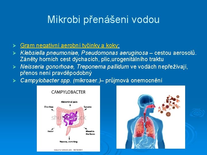 Mikrobi přenášeni vodou Gram negativní aerobní tyčinky a koky: Ø Klebsiella pneumoniae, Pseudomonas aeruginosa