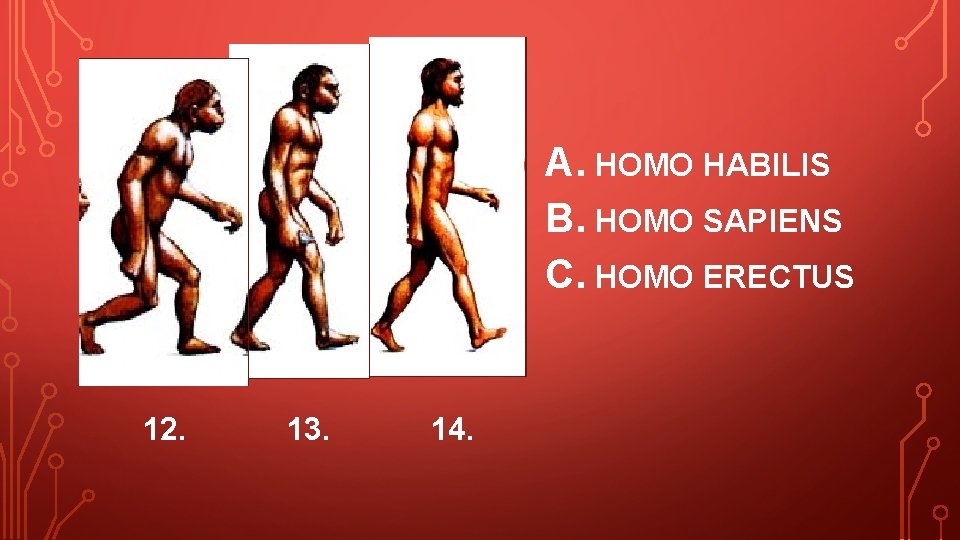A. HOMO HABILIS B. HOMO SAPIENS C. HOMO ERECTUS 12. 13. 14. 