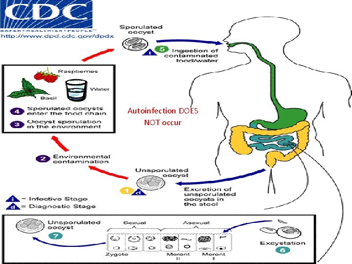 Autoinfection DOES NOT occur 