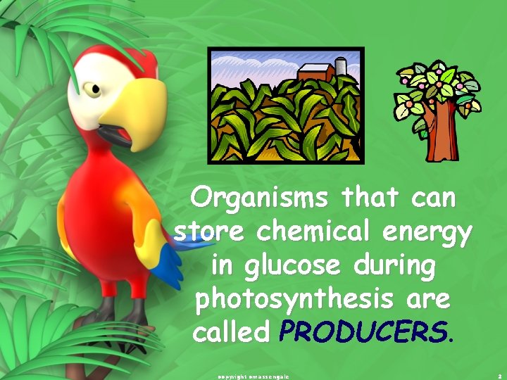 Organisms that can store chemical energy in glucose during photosynthesis are called PRODUCERS. copyright