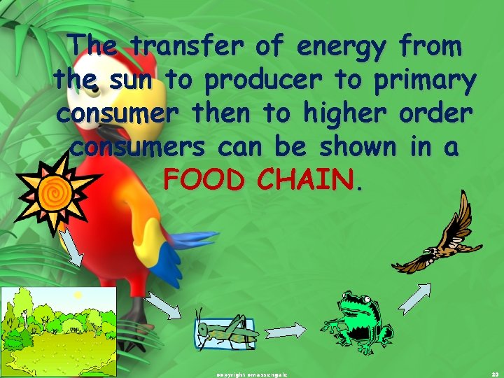 The transfer of energy from the sun to producer to primary consumer then to