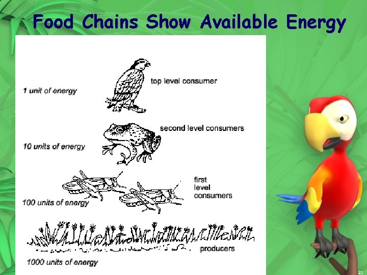 Food Chains Show Available Energy copyright cmassengale 21 