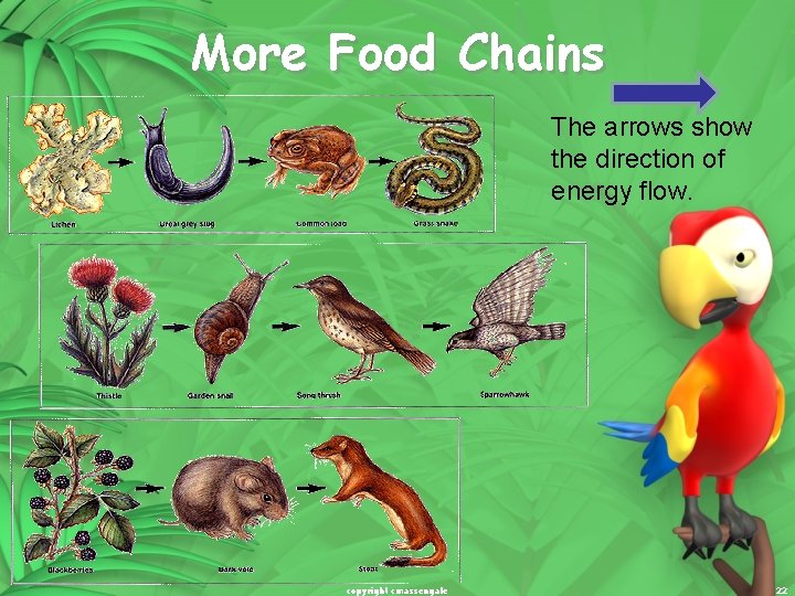 More Food Chains The arrows show the direction of energy flow. copyright cmassengale 22