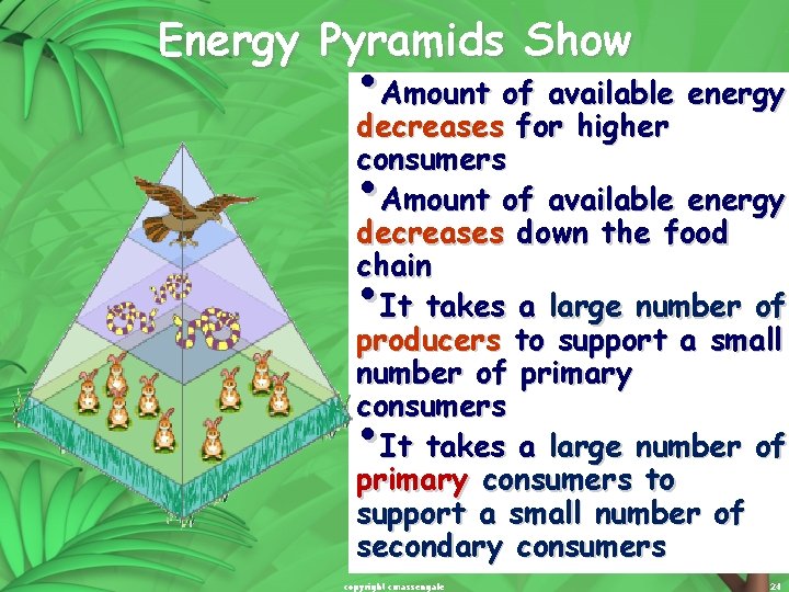 Energy Pyramids Show • Amount of available energy decreases for higher consumers Amount of