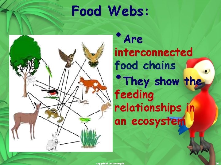 Food Webs: • Are interconnected food chains They show the feeding relationships in an