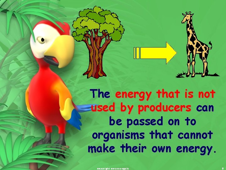 The energy that is not used by producers can be passed on to organisms