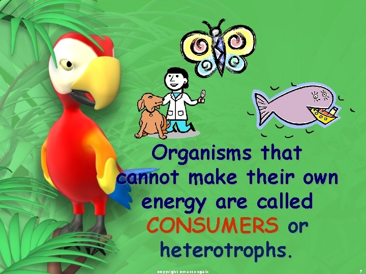 Organisms that cannot make their own energy are called CONSUMERS or heterotrophs. copyright cmassengale