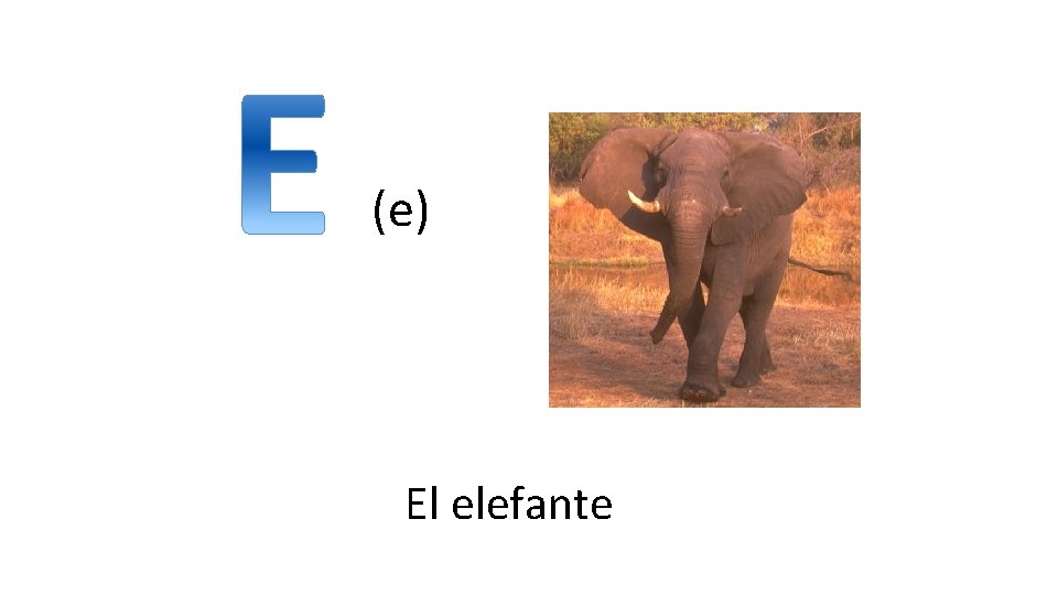 (e) El elefante 