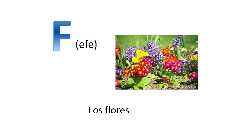 (efe) Los flores 