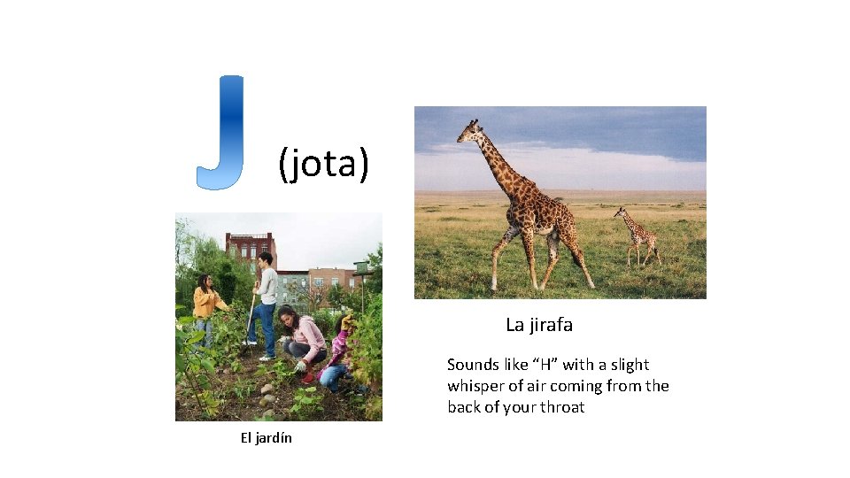 (jota) La jirafa Sounds like “H” with a slight whisper of air coming from