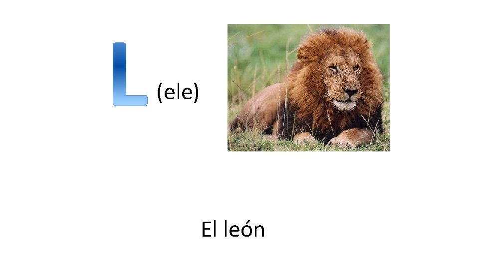 (ele) El león 