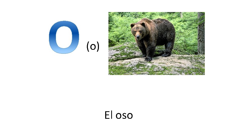 (o) El oso 