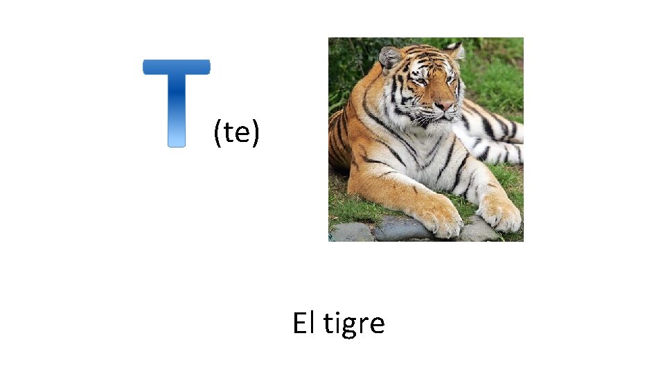 (te) El tigre 