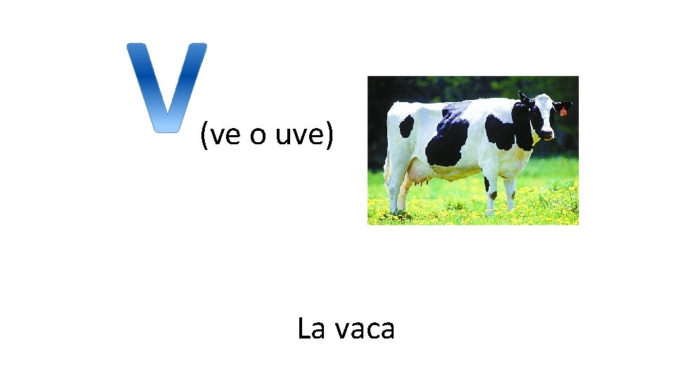 (ve o uve) La vaca 
